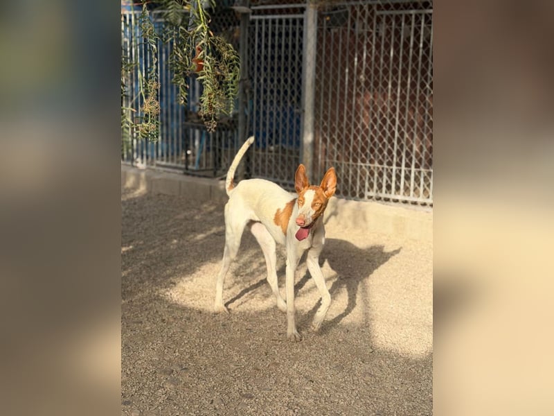 Destiny - sanfte, liebevolle Podenco-Hündin