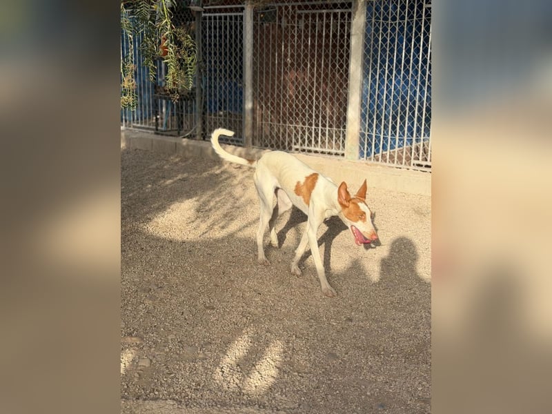 Destiny - sanfte, liebevolle Podenco-Hündin