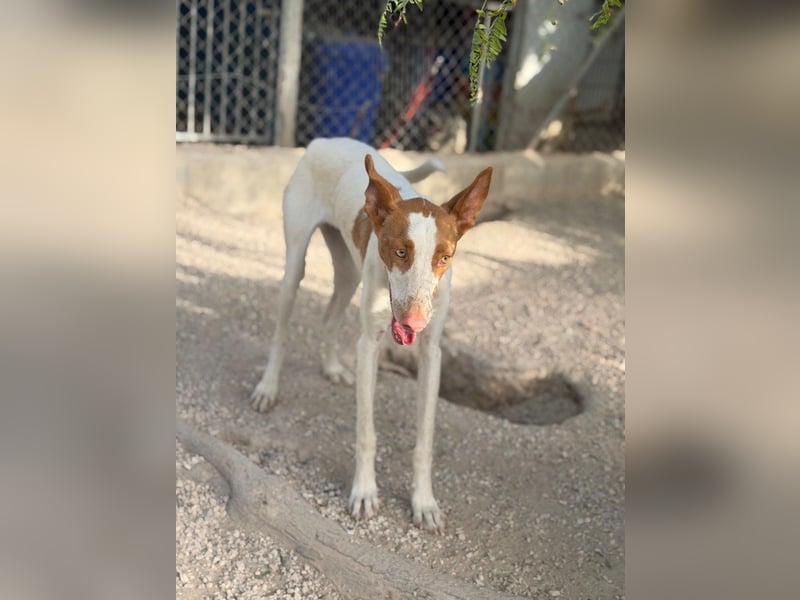 Destiny - sanfte, liebevolle Podenco-Hündin