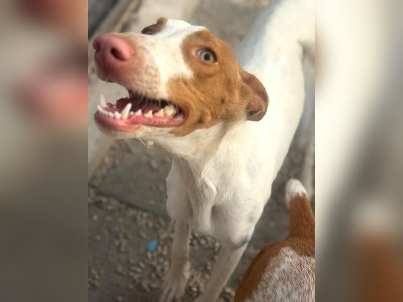 Destiny - sanfte, liebevolle Podenco-Hündin
