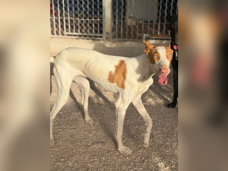 Destiny - sanfte, liebevolle Podenco-Hündin