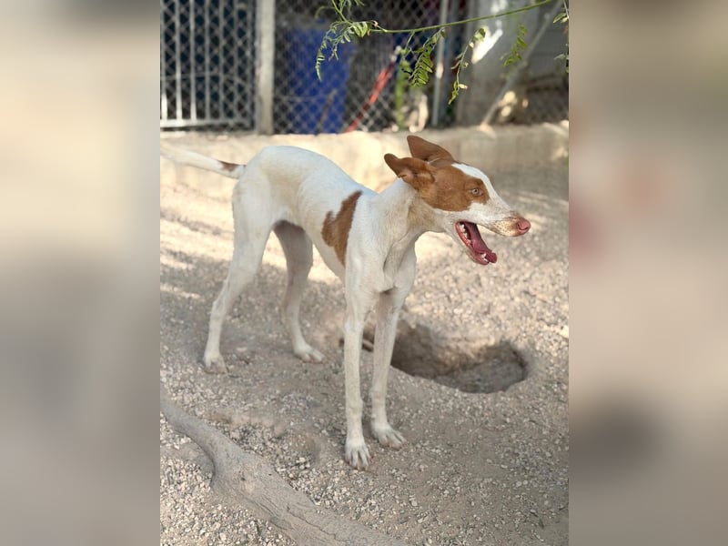 Destiny - sanfte, liebevolle Podenco-Hündin