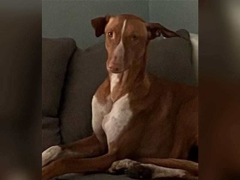 Frau Claus - die alberne Grazie