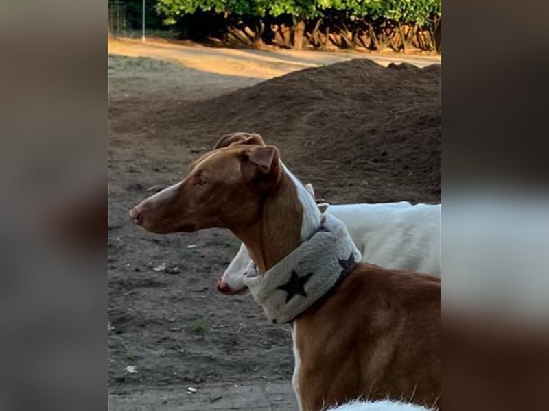 Frau Claus - die alberne Grazie