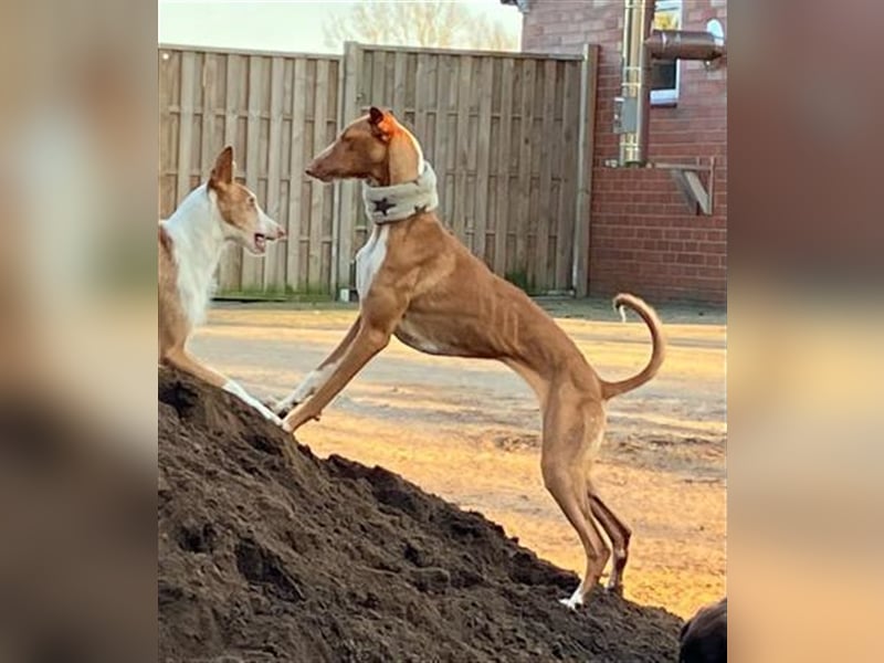 Frau Claus - die alberne Grazie