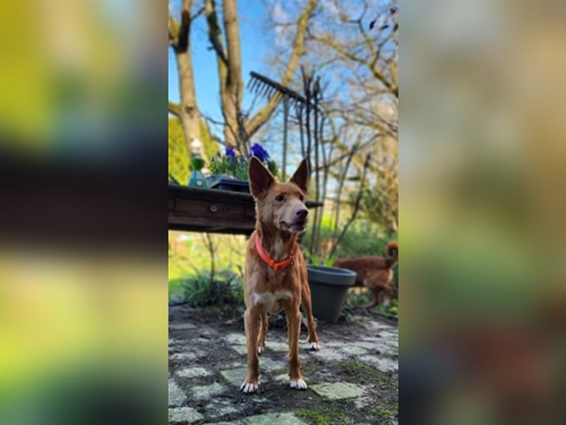 Karlchen möchte eine eigene Familie