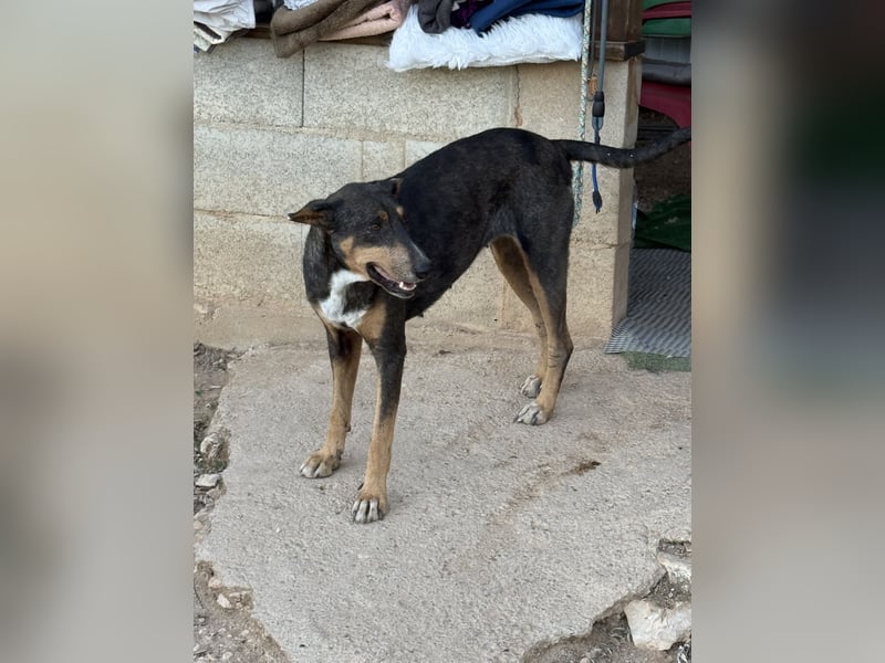 Paty – eine Kämpferin sucht ihr Zuhause