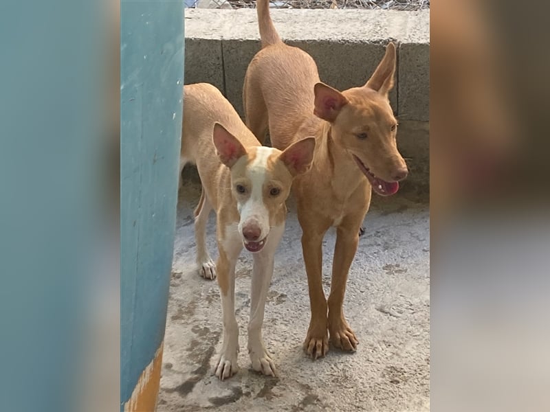 Basil ein Podencojunge sucht ein neues Zuhause