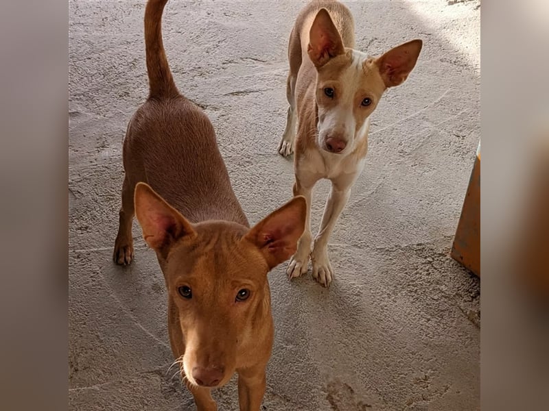 Basil ein Podencojunge sucht ein neues Zuhause