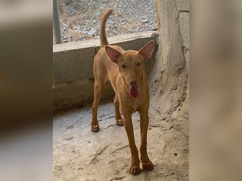 Basil ein Podencojunge sucht ein neues Zuhause