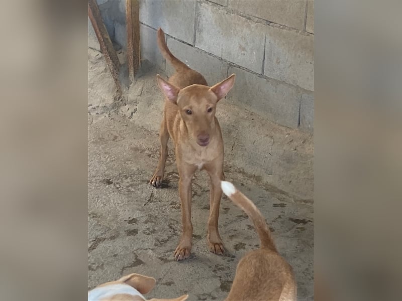 Basil ein Podencojunge sucht ein neues Zuhause