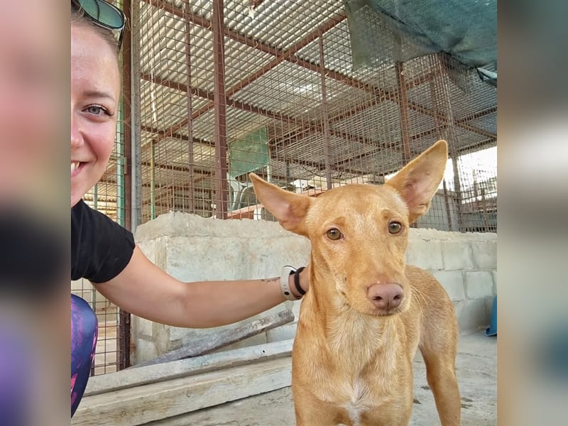 Basil ein Podencojunge sucht ein neues Zuhause