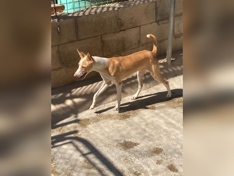 Prince ein Podencojunge sucht ein neues Zuhause