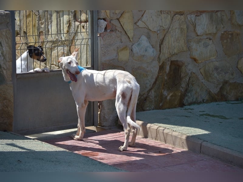 Fifo -schneeweißer Podenco Mix Rüde auf der Suche nach seinen Menschen