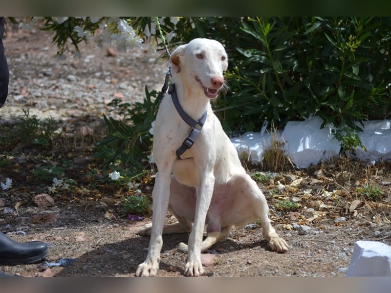 Fifo -schneeweißer Podenco Mix Rüde auf der Suche nach seinen Menschen