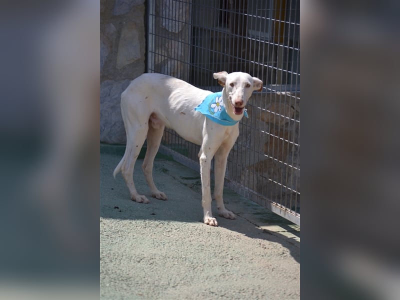 Fifo -schneeweißer Podenco Mix Rüde auf der Suche nach seinen Menschen