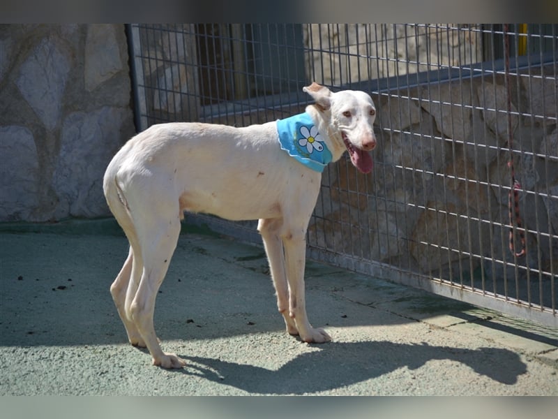 Fifo -schneeweißer Podenco Mix Rüde auf der Suche nach seinen Menschen