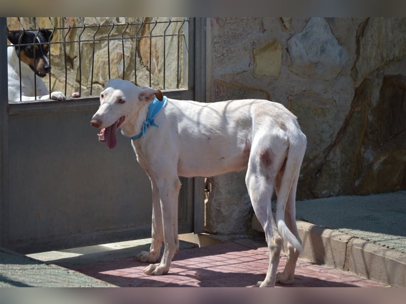 Fifo -schneeweißer Podenco Mix Rüde auf der Suche nach seinen Menschen