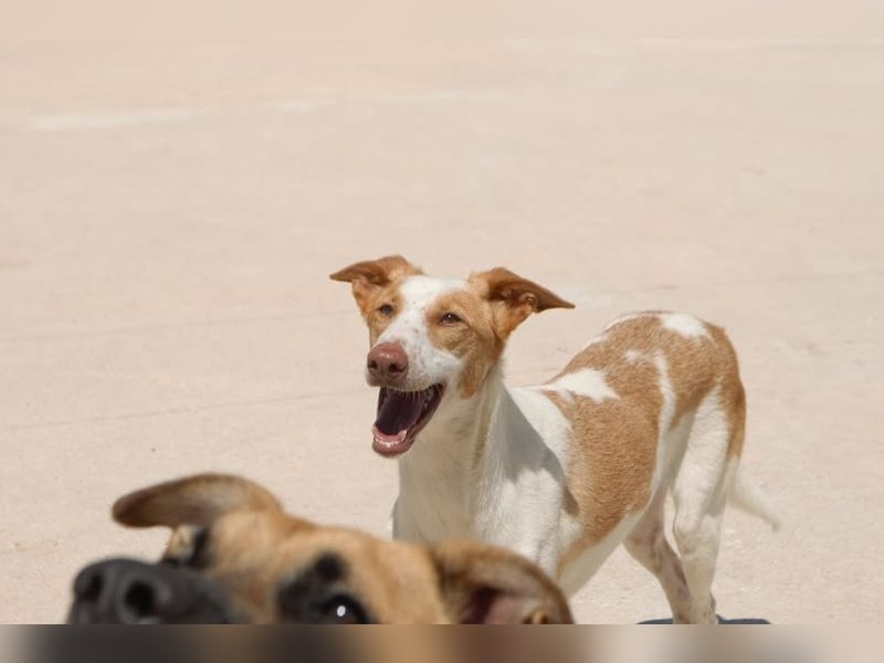 CAIRO-mit großem Herz und freudigem Lachen! Rundum guter, sozialer, liebenswerter, hübscher Hundebub