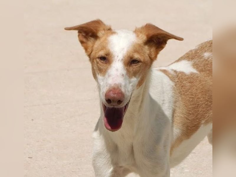 CAIRO-mit großem Herz und freudigem Lachen! Rundum guter, sozialer, liebenswerter, hübscher Hundebub