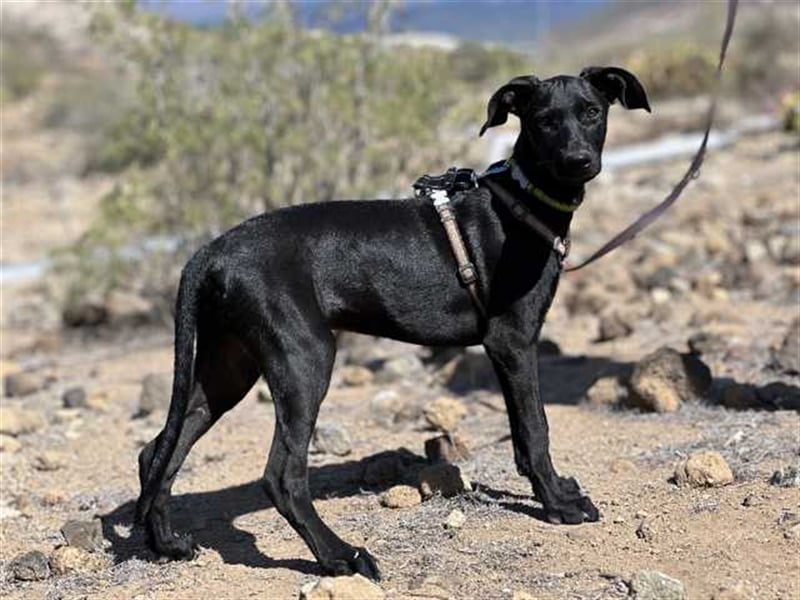 junger Podenco Rüde Kirby sucht neues Zuhause