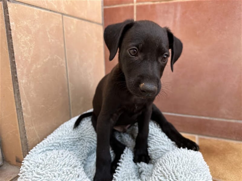 junger Podenco Rüde Kirby sucht neues Zuhause