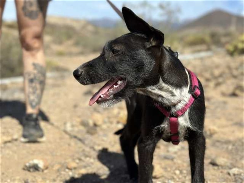 junger Podenco Rüde Kisu sucht neues Zuhause