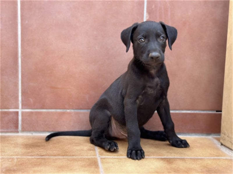 junger Podenco Rüde Kirby sucht neues Zuhause