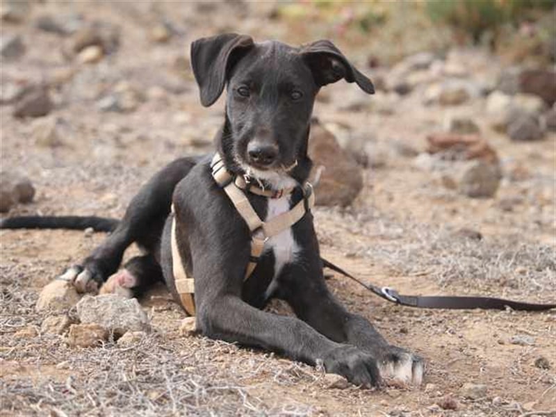 junger Podenco Rüde Kiro sucht neues Zuhause