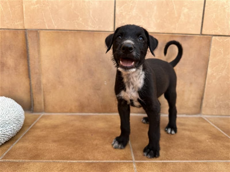 junger Podenco Rüde Kisu sucht neues Zuhause