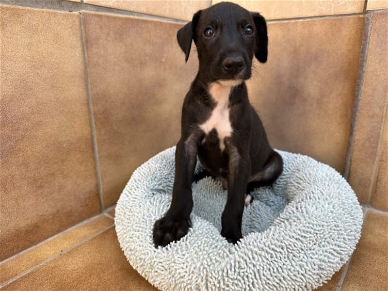 junger Podenco Rüde Kiro sucht neues Zuhause