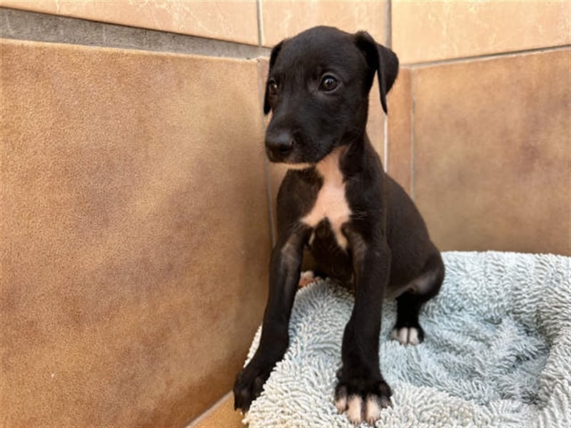 junger Podenco Rüde Kiro sucht neues Zuhause