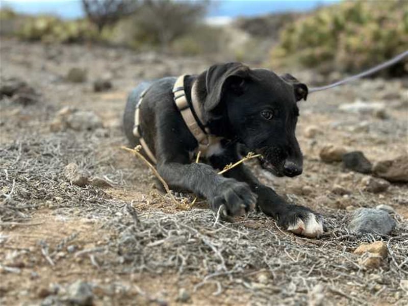 junger Podenco Rüde Kiro sucht neues Zuhause