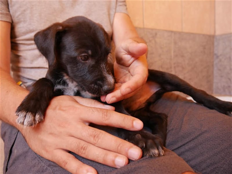 junger Podenco Rüde Kisu sucht neues Zuhause