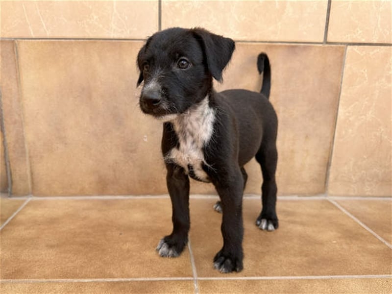 junger Podenco Rüde Kisu sucht neues Zuhause