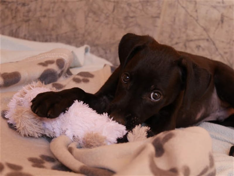 junger Podenco Rüde Kirby sucht neues Zuhause