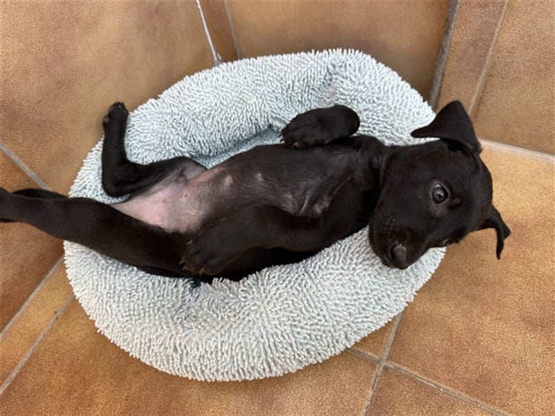 junger Podenco Rüde Kirby sucht neues Zuhause