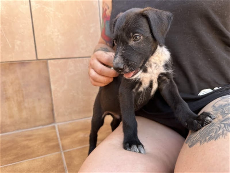 junger Podenco Rüde Kisu sucht neues Zuhause
