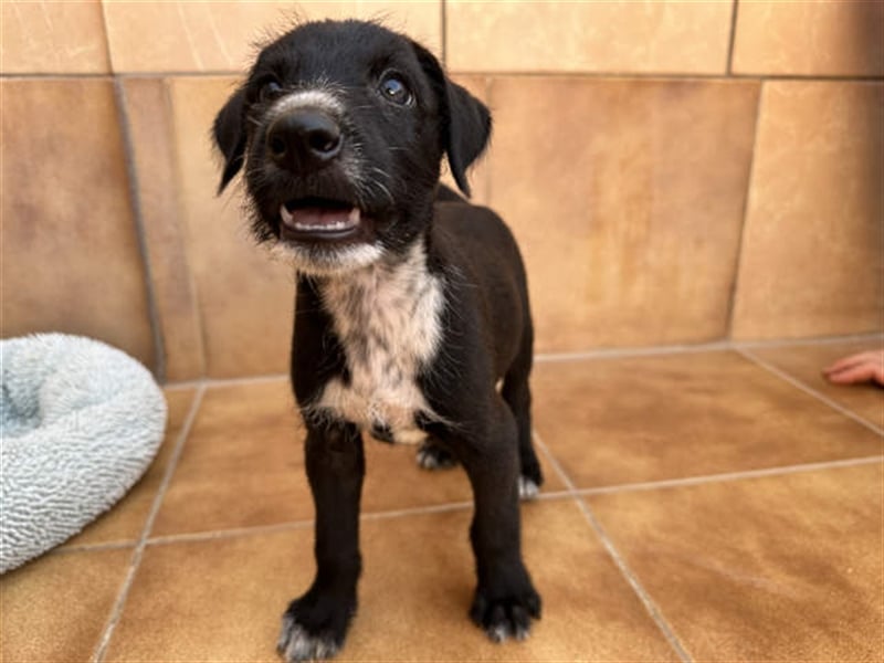 junger Podenco Rüde Kisu sucht neues Zuhause