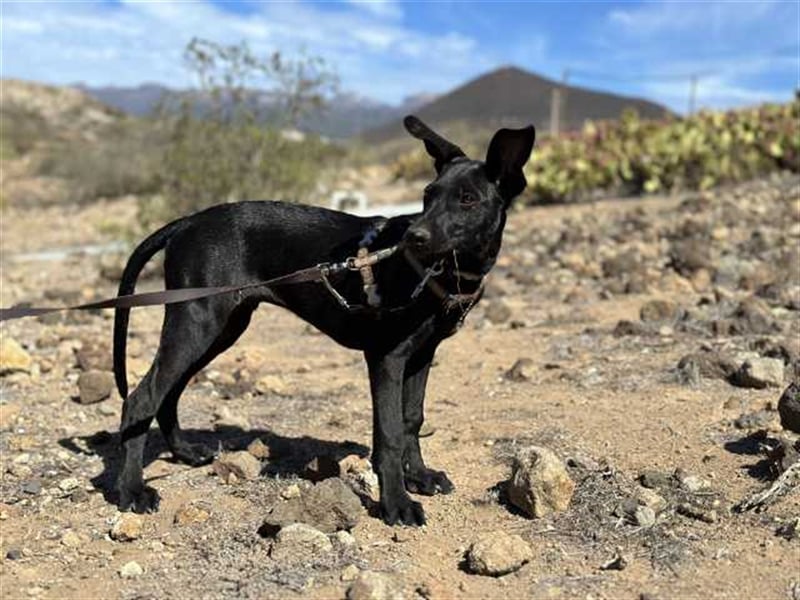 junger Podenco Rüde Kirby sucht neues Zuhause
