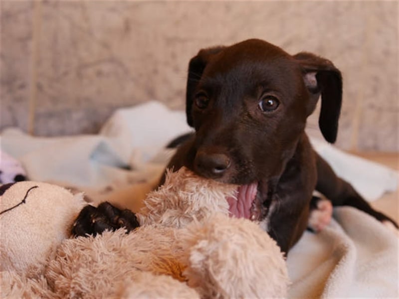 junger Podenco Rüde Kiro sucht neues Zuhause