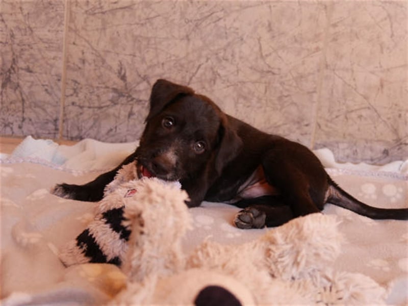junger Podenco Rüde Kisu sucht neues Zuhause