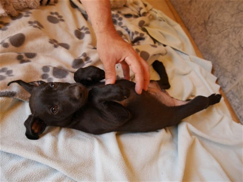 junger Podenco Rüde Kirby sucht neues Zuhause