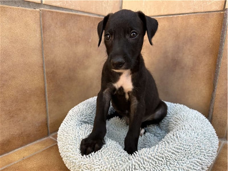 junger Podenco Rüde Kiro sucht neues Zuhause