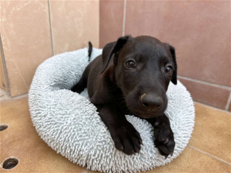 junger Podenco Rüde Kirby sucht neues Zuhause