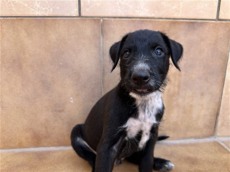 junger Podenco Rüde Kisu sucht neues Zuhause
