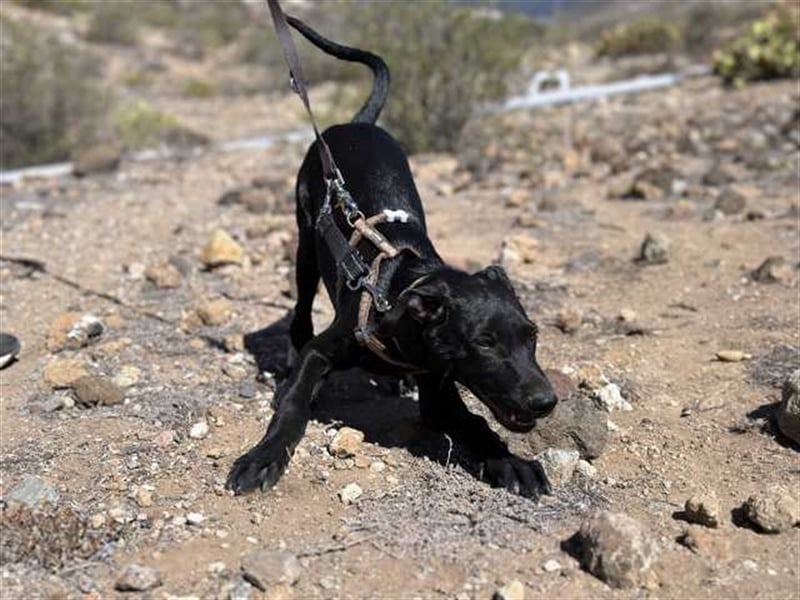 junger Podenco Rüde Kirby sucht neues Zuhause