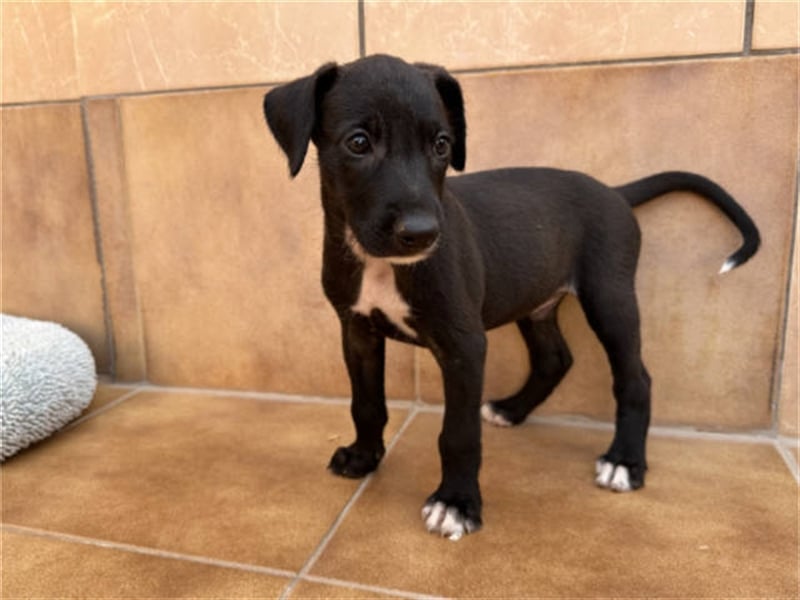 junger Podenco Rüde Kiro sucht neues Zuhause