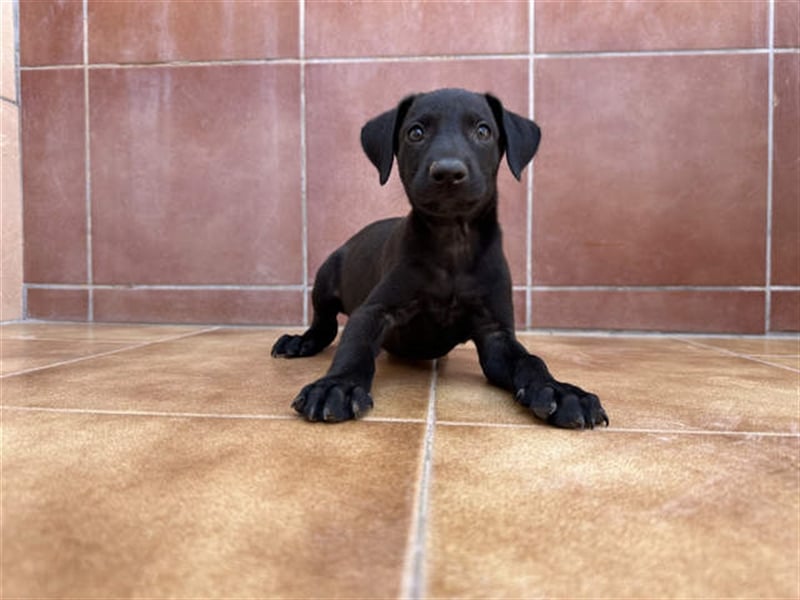 junger Podenco Rüde Kirby sucht neues Zuhause