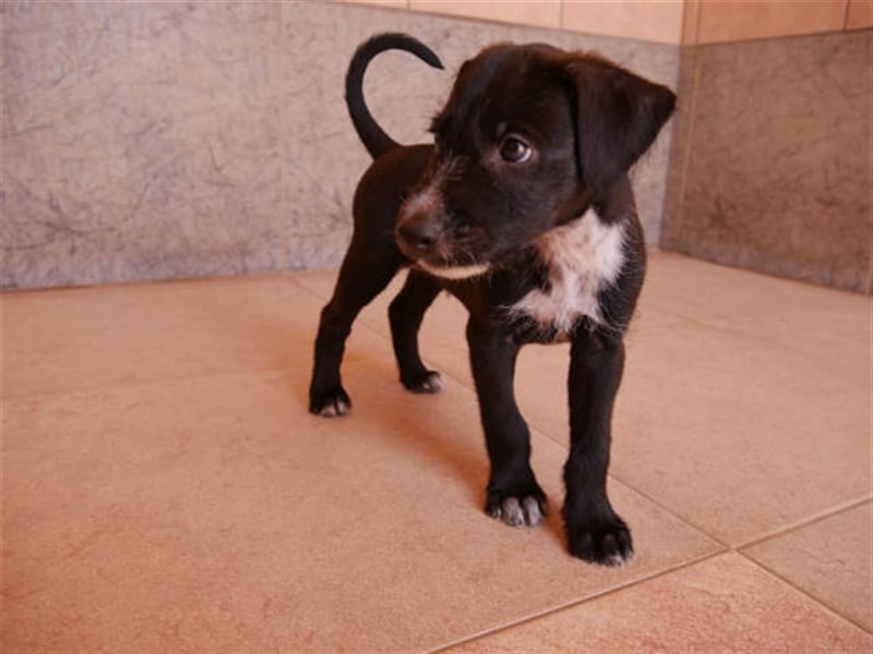 junger Podenco Rüde Kisu sucht neues Zuhause